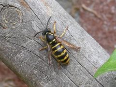 Dolichovespula saxonica