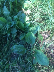 Plantago major