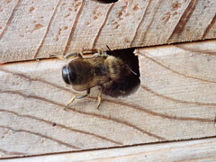 Megachile