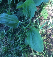 Plantago major