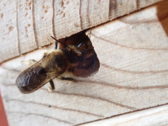 Megachile