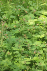 Geum rivale
