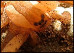 Pisaurina