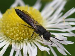 Sapygina decemguttata