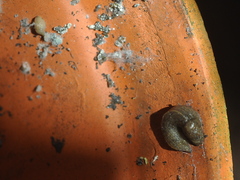 Milacidae