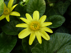 Ficaria verna calthifolia