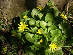 Ficaria verna calthifolia