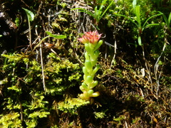 Sedum atratum