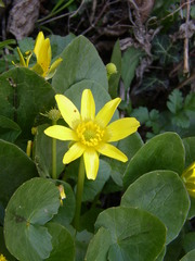 Ficaria verna calthifolia