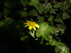 Ficaria verna calthifolia