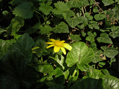 Ficaria verna calthifolia