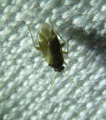 Plesiodema pinetella