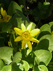 Ficaria verna calthifolia