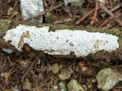 Exidiopsis calcea