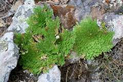 Selaginella pilifera