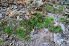Selaginella pilifera