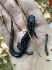 Plethodon mississippi