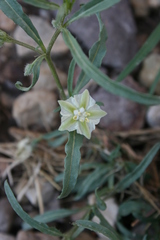 Chamaesaracha coronopus