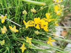 Genista radiata