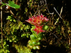 Sedum atratum