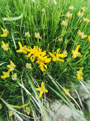 Genista radiata