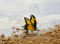 Heraclides androgeus