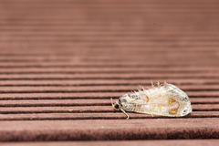 Pilipectus prunifera