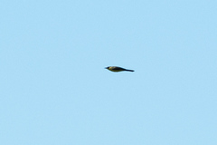 Motacilla flava