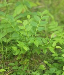 Vaccinium myrtillus