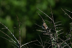 Saxicola rubetra