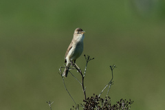 Iduna caligata