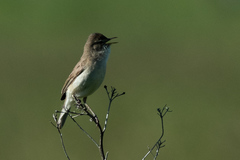 Iduna caligata