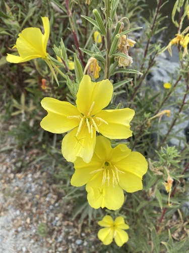 iNaturalist observation photo of tall evening primrose