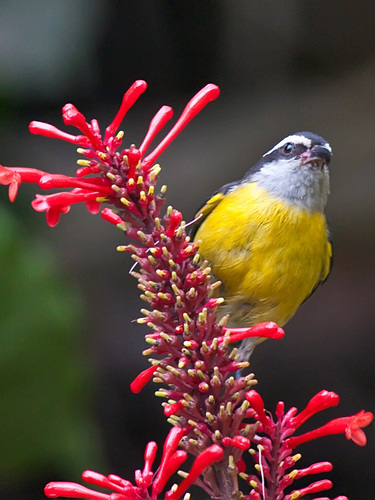 Bananaquit