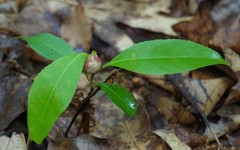 Contarinia cerasiserotinae