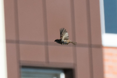Passer montanus