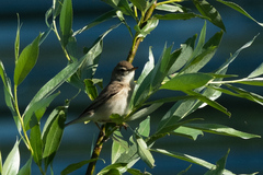 Iduna caligata