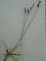 Carex panicea