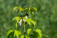 Iduna caligata