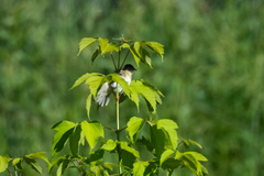 Iduna caligata