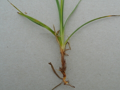 Carex panicea