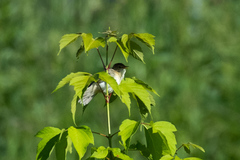 Iduna caligata