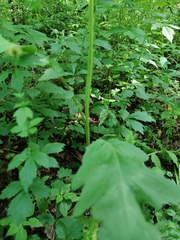 Carduus crispus