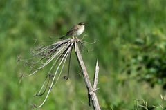 Iduna caligata