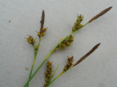 Carex panicea