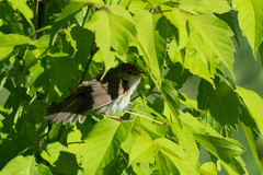 Iduna caligata