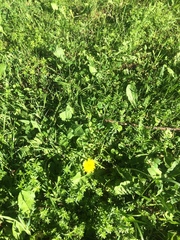 Taraxacum officinale