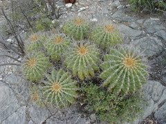 Ferocactus echidne