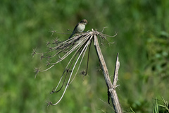 Iduna caligata