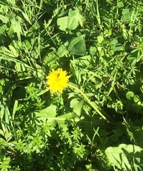 Taraxacum officinale